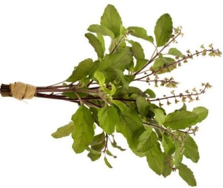 Experience The Benefits Of Panch Tulsi Drops