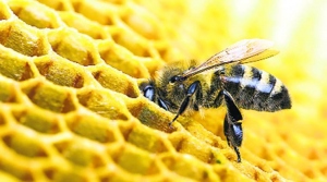 Bees Die from Drinking Carbonated Liquid After a Can is Tossed