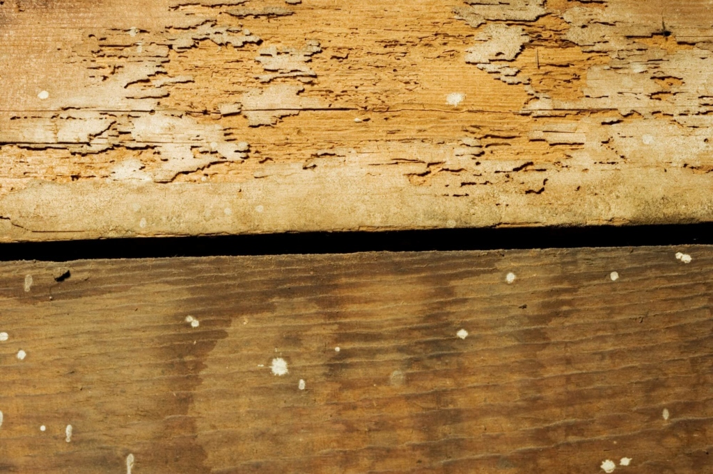 Termite Eggs: What Do They Look Like and How Do You Spot Them?