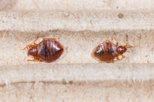 5 Signs Of Bed Bugs You Shouldn’t Ignore